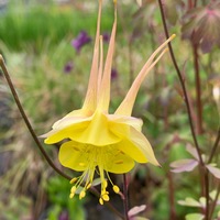 Aquilegia chrysantha 